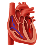 Μικρή κυκλοφορία του αίματος Κατά την μικρή κυκλοφορία το αίμα μεταφέρει διοξείδιο του άνθρακα - CO 2 από την καρδιά