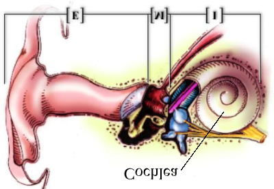 Κεφάλαιο 2. Θεωρητικό Υπόβαθρο Σχήμα 2.7: Το ανθρώπινο σύστημα ακοής. E: εξωτερικό - έξω (outer), M: το μεσαίο - μέσο (middle) και I: το εσωτερικό - έσω αφτί (inner).