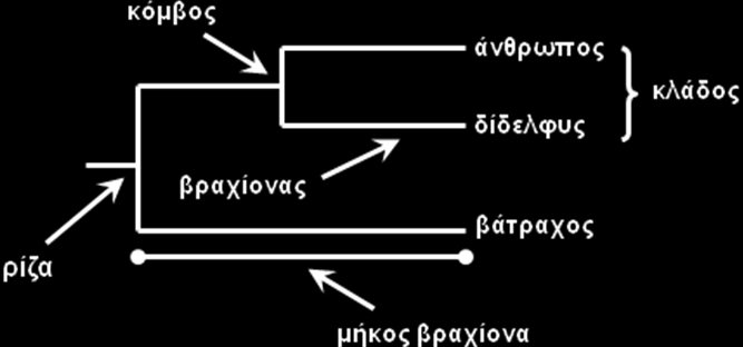 41 Έλαο θιάδνο (clade) πεξηιακβάλεη έλαλ θφκβν θαη φιεο ηηο ηαμηλνκηθέο κνλάδεο πνπ πξνθχπηνπλ απφ απηφλ. Ο ηξφπνο δηαθιάδσζεο ηνπ δέλδξνπ νλνκάδεηαη ηνπνινγία.