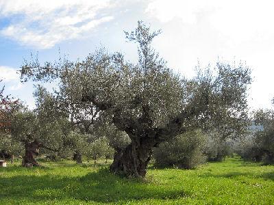 Η ελιά ή ελαιόδενδρο ή λιόδεντρο είναι γένος καρποφόρων δέντρων της οικογένειας των Ελαιοειδών, το οποίο συναντάται πολύ συχνά