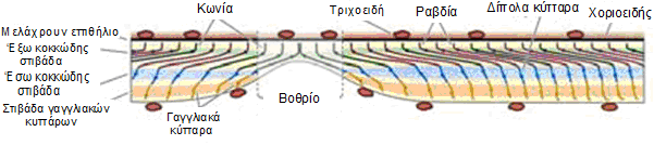 Στην κεντρική περιοχή, στο κεντρικό βοθρίο (1º), δεν υπάρχουν καθόλου ραβδία, ενώ η οπτική θηλή στερείται φωτοϋποδοχέων. (από www.thebrain.mcgill.