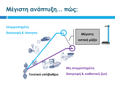 Διαφάνεια 11 Ολοκληρώνοντας την ενότητα της σωματικής ανάπτυξης, εξηγούμε στους μαθητές το σχήμα της διαφάνειας, το οποίο αποτελεί τον συνδετικό κρίκο μεταξύ αυτής και των επόμενων ενοτήτων.