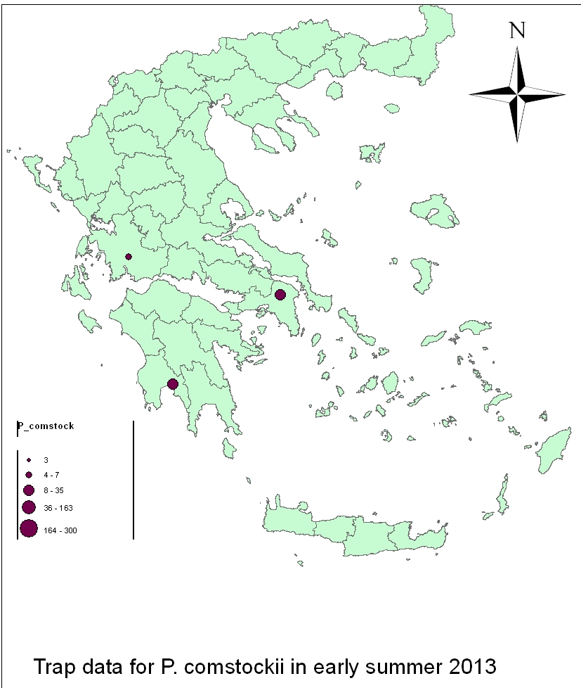 165 Από τις συλλήψεις στις φερομονικές παγίδες προέκυψαν ενδιαφέροντα αποτελέσματα ως προς την παρουσία και αφθονία των εξεταζόμενων ειδών. Το είδος P.