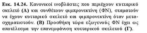 μικροϊνιδίων και σχήμα κυττάρων Ελαττώνεται σημαντικά μετά από μετασχηματισμό κυττάρων με ογκογόνο ιό Η