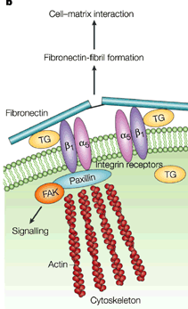 iii. Φιμπρονεκτίνες ΠΡΩΤΕΙΝΕΣ ΕΚΟ ΠΟΛΛΑΠΛΗΣ ΠΡΟΣΚΟΛΛΗΣΗΣ και κυτταρική προσκόλληση στο υπόστρωμα ΦΝ + ιντεγκρίνες (8 διαφορετικές στα σπονδυλόζωα). (σε Αrg-Gly-Asp ΦΝ.