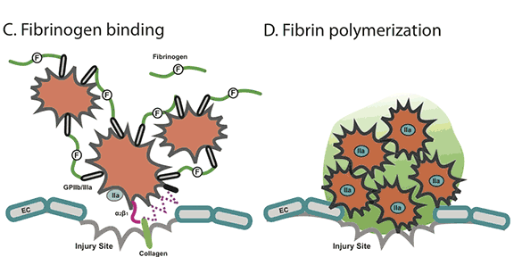 iv. Ινωδογόνο (fibrinogen) ΠΡΩΤΕΙΝΕΣ ΕΚΟ ΠΟΛΛΑΠΛΗΣ ΠΡΟΣΚΟΛΛΗΣΗΣ πολυδικτυωτό