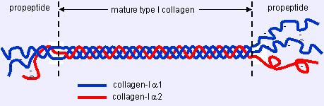 ΚΟΛΛΑΓΟΝΑ The a1 (I) chains of the type I collagen are synthesised as procollagen molecules containing amino and carboxy-terminal propeptides, wich are