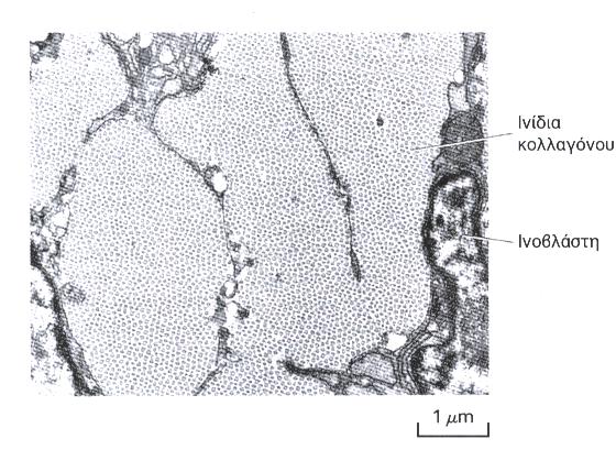 ΚΟΛΛΑΓΟΝΑ Ινίδια κολλαγόνου τύπου Ι (50nm x μm): μεγάλη ικανότητα έκτασης χωρίς ρήξη Πακετάρονται παράλληλα το ένα δίπλα στο άλλο σε δέσμες: ίνες κολλαγόνου στους τένοντες (συνδέουν τους μυς με τα