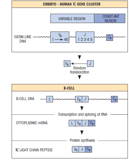 Η μεταβλητή περιοχή της ελαφριάς αλυσίδας κωδικοποιείται από δύο τμήματα γονιδίων το μεταβλητό V και το συνδετικό J, ενώ η μεταβλητή της βαριάς αλυσίδας κωδικοποιείται