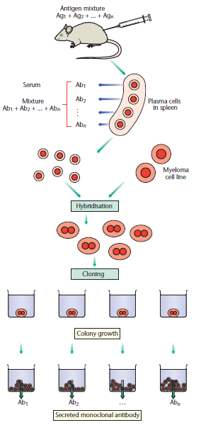 Εικόνα 9: Παραγωγή μονοκλωνικών
