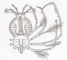 Hippolyte varians- Caridea - Hippolytidae(Ζωή I) Crangon allmanni Crangoidae (Ζωή I) Munida bamffica (Μεγαλόπη) Galathea dispersa Galatheidea