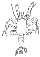 Anapagurus laevis (Ζωή I & Μεγαλόπη) Anapagurus hyndmanni (Ζωή I & Μεγαλόπη) Lithodes maja Paguridea (Ζωή I &