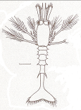 Pagurus pubescens - Paguridea ((Ζωή I & Μεγαλόπη) Pagurus cuanensis Paguridea ( Ζωή Ι &Μεγαλόπη) Acanthephyra purpurea - Vrustacea (Ζωή III & Μεγαλόπη) Acanthephyra pelagica - Vrustacea (Ζωή III &