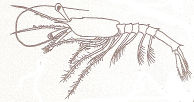 Penaeidea (Ζωή V) Atelecyclus sp. Brachyura (Ζωή IV & Μεγαλόπη) Caridon sp.