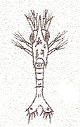 Galathea intermedia Galatheidea