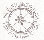 Dipleurosoma typicum Laodicea undulata Staurophora mertensi