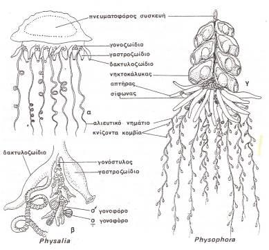 Physophoridae Pyrostephidae Rhodaliidae Σχηματική παράσταση αποικίας (α) και κορμιδίου (β) του κυστόνηκτου Physalia physalis και της αποικίας του φυσόνυκτου