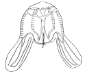 Bolinopsis infundibulum Bolinopsis vitrea Πολυμορφία μέσα στο