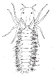 Serpulidae Τροχοφόρος Nephthyidae Τροχοφόρος Nephthyidae Μετατροχοφόρος Nephthyidae Νηκτόχαιτος Glyceridae Τροχοφόρος