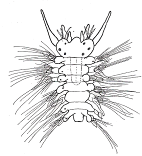 Pectinaria koreni Νηκτόχαιτος Magellonidae Νηκτόχαιτος Oweniidae Τροχοφόρος
