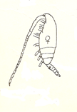 Pontella mediterranea Pleuromamma gracilis Oithona similis ( ) Microsetella