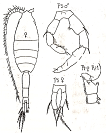 Xanthocalanus greeni Xanthocalanus muticus Xanthocalanus propinquus Xanthocalanus agilis Xanthocalanus minor Rhincalanus snasutus Rhincalanus