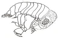 Hyperia schizogeneios Phronimopsis spinifera Phrosina semilunata Hyperia latissima Hyperioides