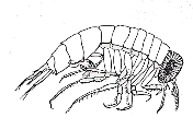 Hyproche kröyeri Platyscelus ovoides Platyscelus serratulus Parascelus typhoides Glossocephalus milne-edwardsi Pseudolycaea pachypoda