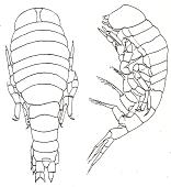 kröyeri Parathemisto gracilipes Lycaea pulex