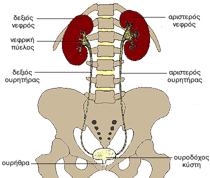 Βρίσκονται αρκετά ψηλά στο κοιλιακό τοίχωμα, εκατέρωθεν της σπονδυλικής στήλης Συνήθως ο αριστερός νεφρός βρίσκεται λίγο ψηλότερα από τον δεξιό Από κάθε νεφρό εξορμάται ένας ουρητήρας ΕΠΙΜΕΡΟΥΣ