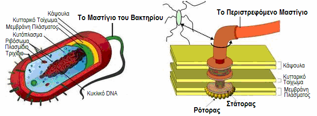 πολυπλοκότητας του, δηλαδή οποιαδήποτε αφαίρεση ενός από τα στοιχεία που τον αποτελούν, οδηγεί σε πλήρη απώλεια της λειτουργικότητάς του.