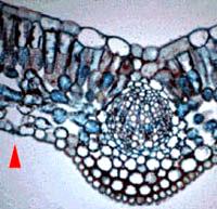 XYLEM TYPES.