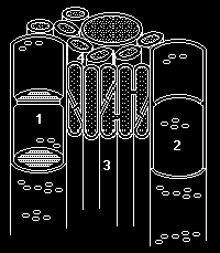 Tracheids (3) have overlapping walls and pits. XYLEM.