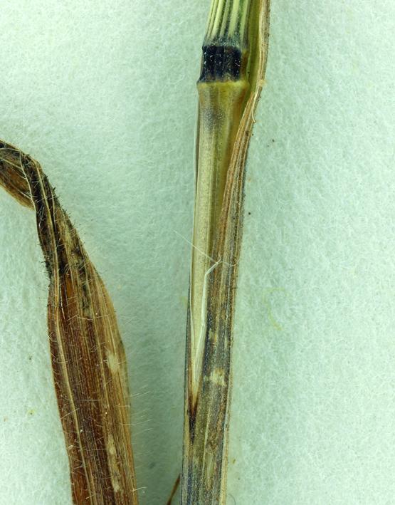 Bromus spp.