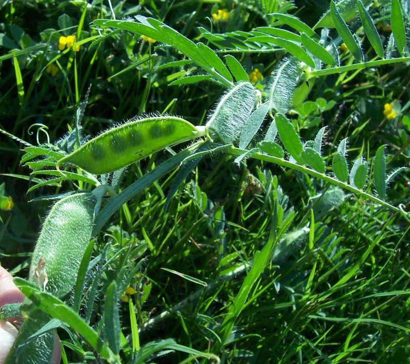 Vicia lutea LIFE09