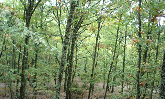 Ο Ταξιάρχης Χαλκιδικής και το άσος του Χολοµώντα Η οµορφιά του δάσους στο Χολοµώντα είναι µοναδική χάρη στις αποχρώσεις του πράσινου, του κίτρινου και του κόκκινου που εναλλάσσονται στα φύλλα των