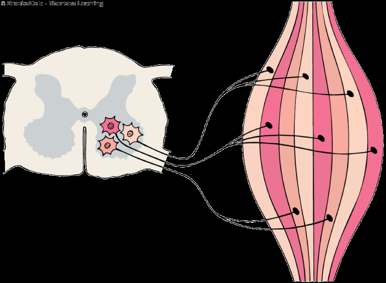 Μηχανική των Σκελετικών Μυών Επιστράτευση Κινητικών Μονάδων Κινητική Μονάδα Ένας κινητικός νευρώνας και οι μυϊκές ίνες που ενευρώνει Ο αριθμό των μυϊκών ινών ποικίλλει μεταξύ των διαφόρων κινητικών