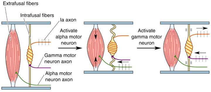 Μυϊκοί Αισθητήρες Συγχρονισμένη ενεργοποίηση (coactivation) α και γ κινητικών νευρώνων Extrafusal skeletal muscle fiber Κατά τη διάρκεια της σύσπασης του μυός Η άτρακτος συσπάται για να μειωθεί το