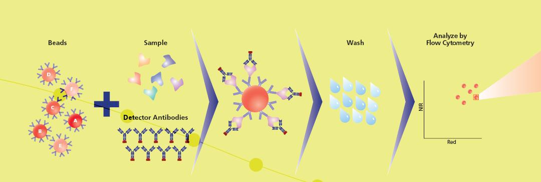 Ασθενείς και Μέθοδοι προσδιορισμό πολλών κυτταροκινών σε ένα δείγμα με τη χρήση κυτταρομετρίας ροής (Εικόνα 21). Εικόνα 21.