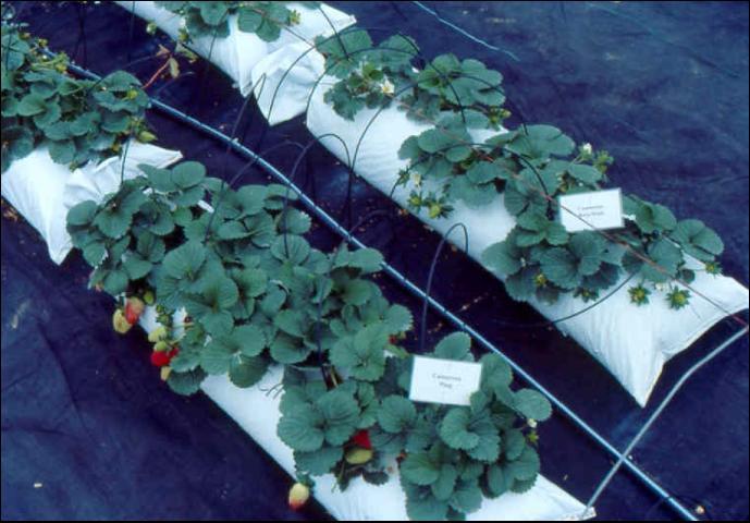 Επιδαπέδια καλλιέργεια φράουλας σε υπόστρωμα περλίτη
