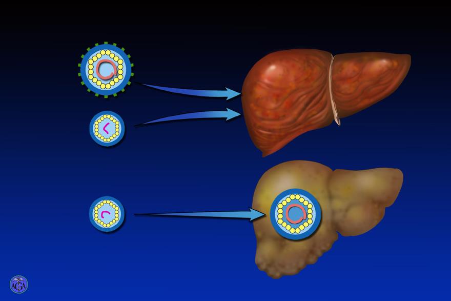 HDV Modes of HDV infection B