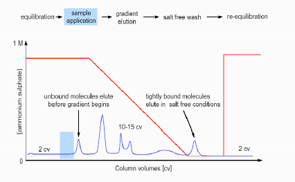 Hydrophobic-Interaction Chromatography (HIC)