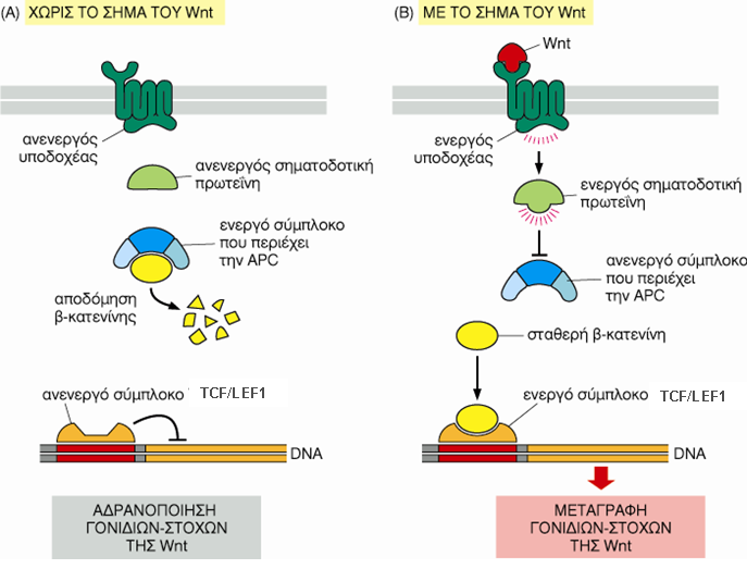 Δηθφλα 33: Σν θαλνληθφ κνλνπάηη κεηαγσγήο ζήκαηνο πνπ ελεξγνπνηνχλ νη πξσηεΐλεο WNT (Alberts et al., 2002).