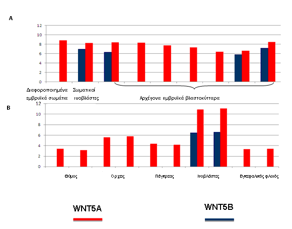 Δηθφλα 39: Πξφηππα έθθξαζεο ησλ WNT5Α θαη WNT5Β (Α) ζε εκβξπηθά βιαζηνθχηηαξα θαη (Β) ζε δηαθνξνπνηεκέλα θχηηαξα απφ πνηθίινπο ηζηνχο πγηψλ ελειίθσλ αηφκσλ ηνπ νξγαληζκνχ Macaque.