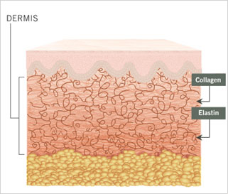 Κολλαγόνο/Ελαστίνη Εδώ βλέπουμε μόνο τις ίνες κολλαγόνου