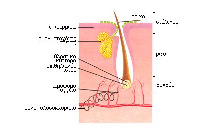 Τρίχες/Σμηγματογόνοι Είναι σύνθετα οργανίδια καθώς υπάρχει μια ολόκλκηρη συσκευή που παράγει τις τρίχες.