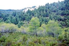 6. Core area of Pindos - National Park 7. Core area of Prespes - National Park (Forest of Juniperus foetidissima) 8. Kouri-Almyros - Forest 9. Lecini of Etoloacarnania - Ash stand 10.