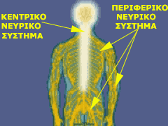 ΝΕΥΡΙΚΟ ΣΥΣΤΗΜΑ Το Νευρικό Σύστημα αποτελείται από δύο μέρη: το Κεντρικό Νευρικό Σύστημα και το Περιφερικό Νευρικό Σύστημα.