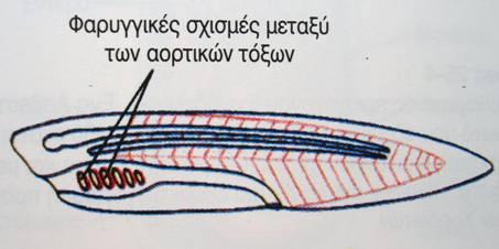 3. Φαρυγγικές Σχισμές Οι φαρυγγικές σχισμές είναι ανοίγματα που συνδέουν τη φαρυγγική κοιλότητα με το