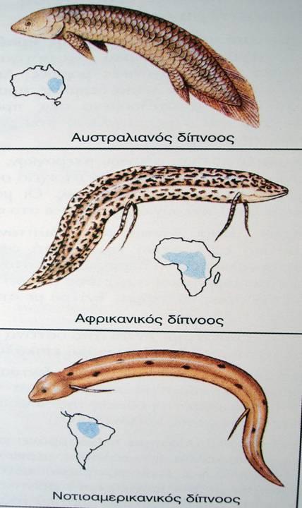 Οστεϊχθύες: Α.